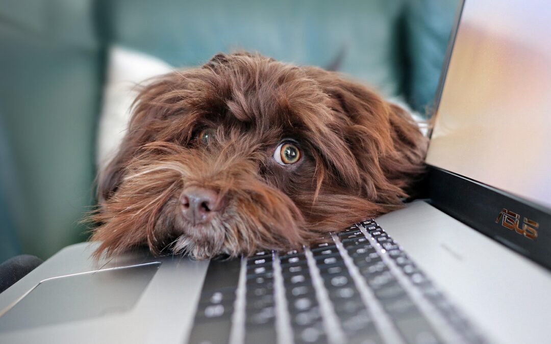 Adopter un chiot ou un chaton : ce qu’il faut savoir